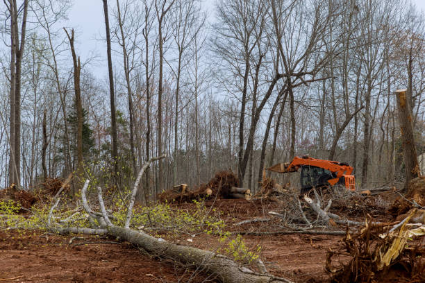 Reliable Adrian, MI Tree Removal Services Solutions